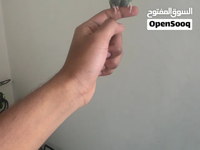 Tamed budgies for sale