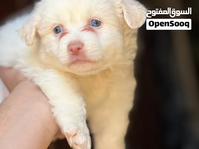 Havanese puppy color eyes