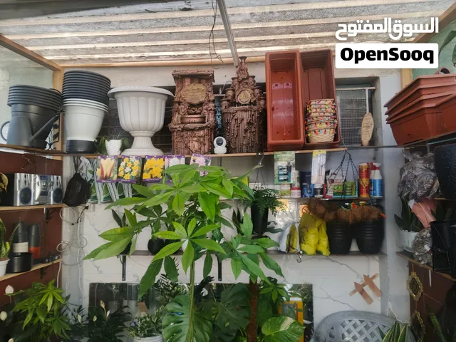 نباتات داخليه وخارجيه