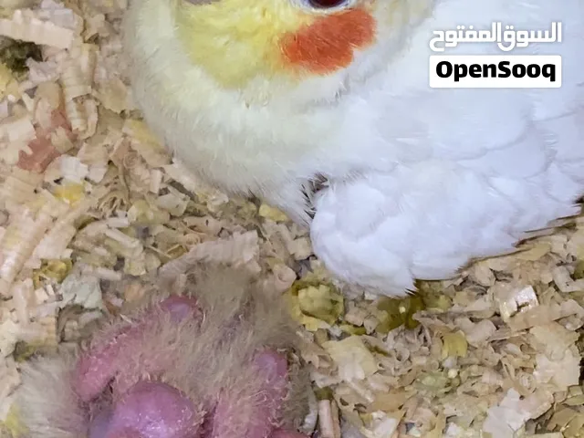 انثى كوكتيل لاتينو جامبو منتجه