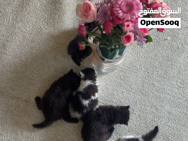 مكسس بين شيرازي وراغدول