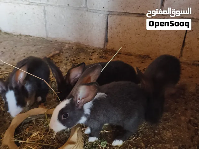 أرانب بابيون مهجن حجم كبير إناث عمر 3 و 4 شهور