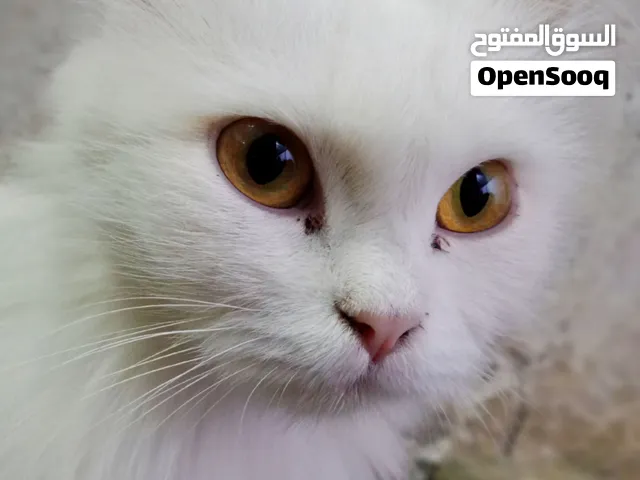 قطه شيرازيه انثى