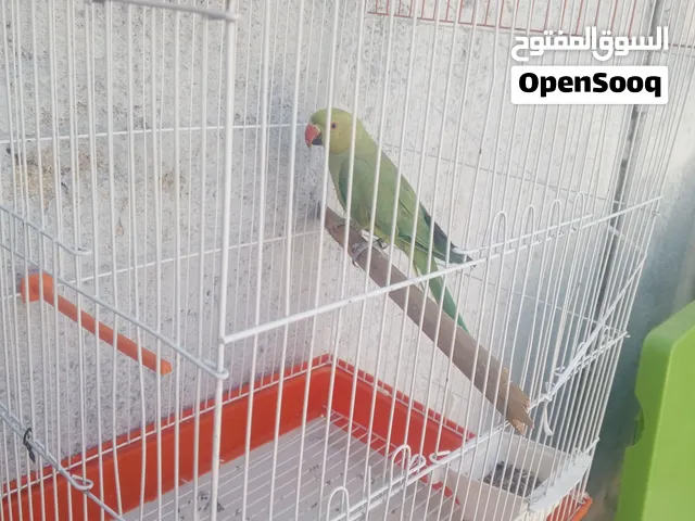 ببغاء دره وجوز حب