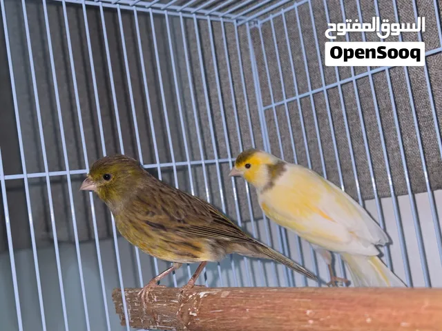 كناري  ذكر انثى