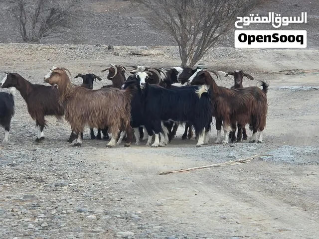 للبيع غنم من حلال بني سعيد من قطيع واحد فرصه لاصحاب تربيه