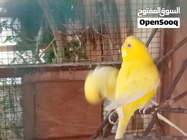 كوبية بقلينو للبيع