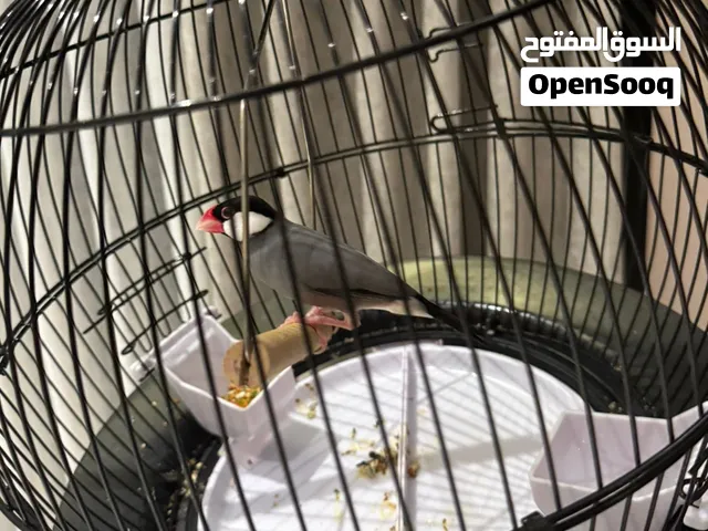 طير جاوا للبيع مع القفص و الأكل