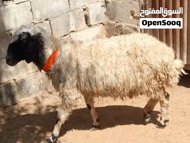 عقائق ذبائح نذر غنم بلدي سن نظيف الموقع سحاب السعر 155 نهائي