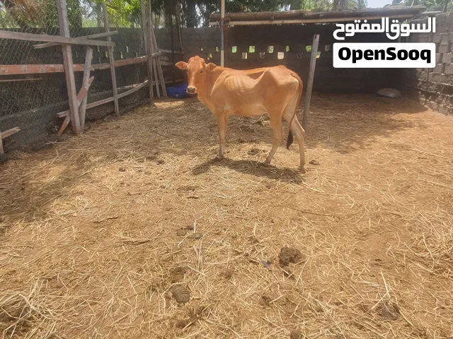 للبيع عجله محليه ب 250 ريال من الاخر اذا ما ناسبك السعر تجاهل الإعلان