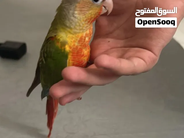 كنيور اليف جدااااا