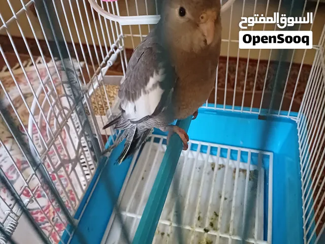 ببغاء كوكتيل مع القفص و الاكل