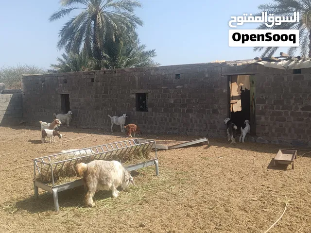 السلام عليكم للبيع زرب غنم خالي من جميع العذاريب