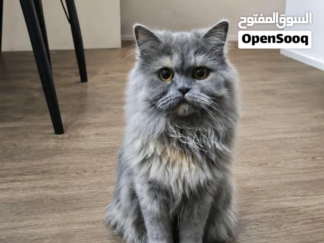 قطتين سكوتش عمر 7شهور وعمر 3 سنوات يجننوا هادين