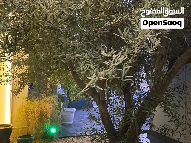 شجرة زيتون اسباني