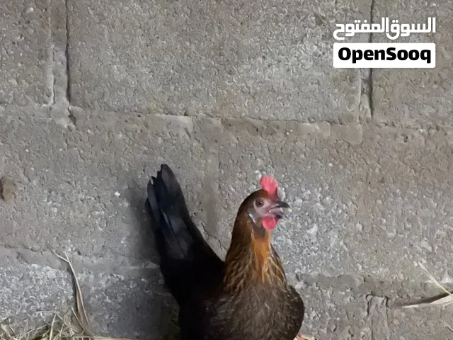 دجاج عماني أزواج للبيع