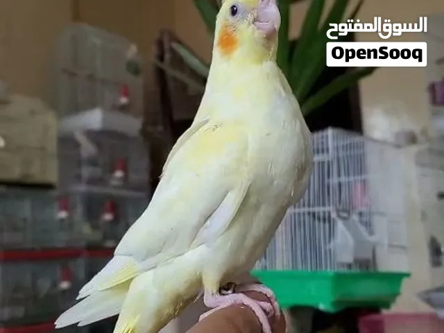 ببغاء الكوكتيل اليف جدآ جدآ للبيع