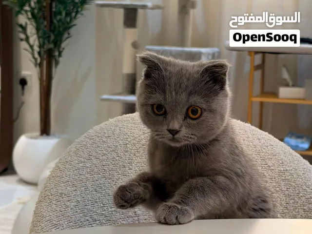 Scottish fold 6 months old kitten
