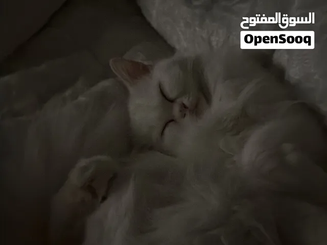 قط ابيض طويل الشعر
