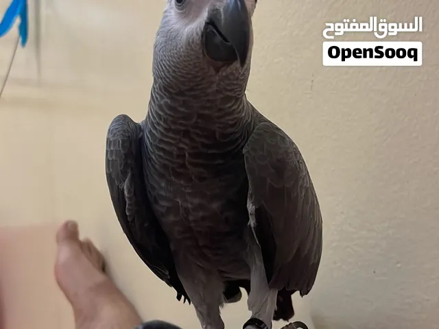 African Grrey Parrot for Sale Price 2800 With Cage