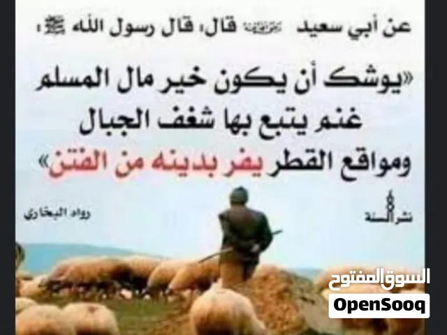 حولي العمر عامين ادعم صغير رباع مبدل 4سنون فحل جوادة بالضمان خدمة توصيل اي مكان بالضمان