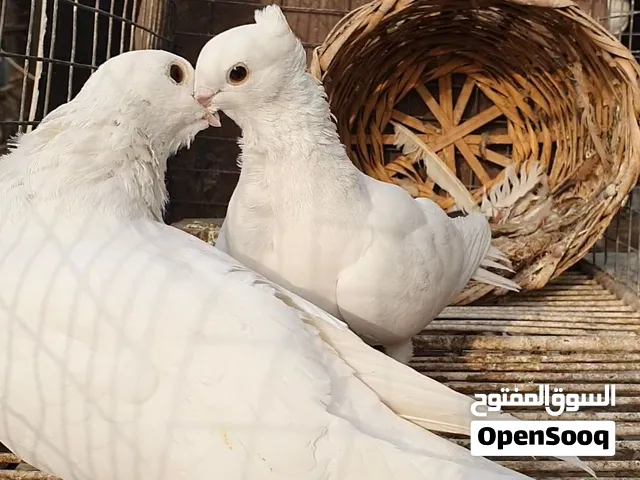 متاح زوجين ارافل منكار ناعم ماعدا طيره بيهن طيره كد جف ايد زوجين ب30 مكان بغداد نفق الشرطة لايوجدتوص