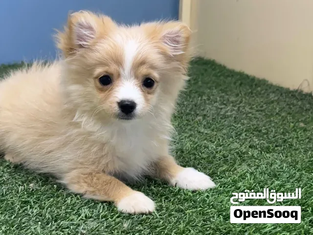 بومارينيم انثي