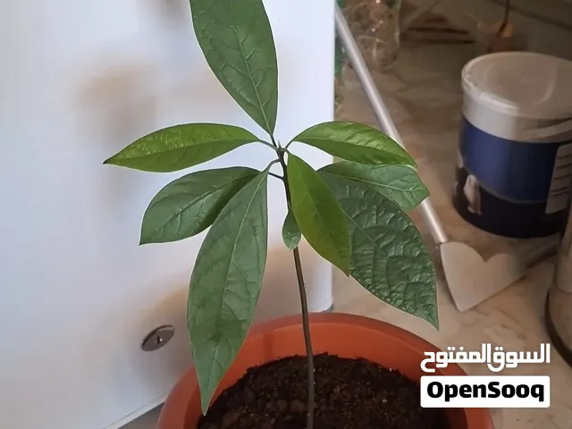 شتلات مكسيكية متعددة مسمدة بعناية فائقة