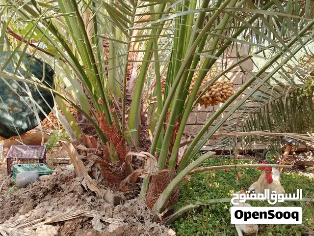 فسائل برحي للبيع موجود بالنخله وتجي وتشوف الحمل بعينك مال الامايه وتشلع الفرخ مكاني الفاوـ الفداغيه