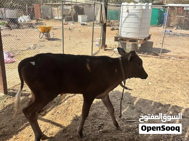 عجل نمساوي