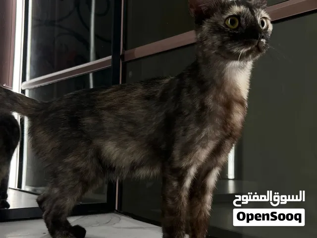 قطة أنثى للتبني Female cat for adoption