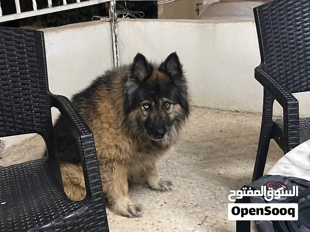 للبيع المستعجل