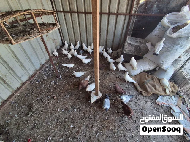 15جوز فرنسي حجم جامبو للبيع كوم سكان جرش الكفير
