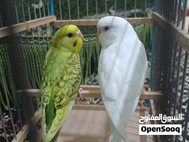 قص استرالي للبيع بصحه ممتازه             البينو عين حمراء ..........................