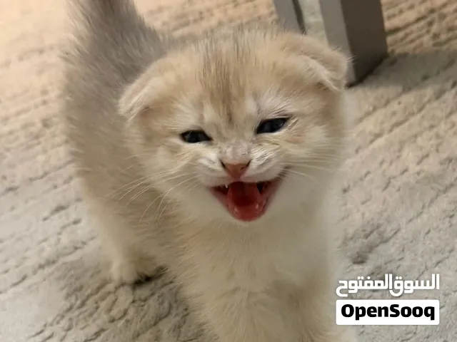 Cat for sell