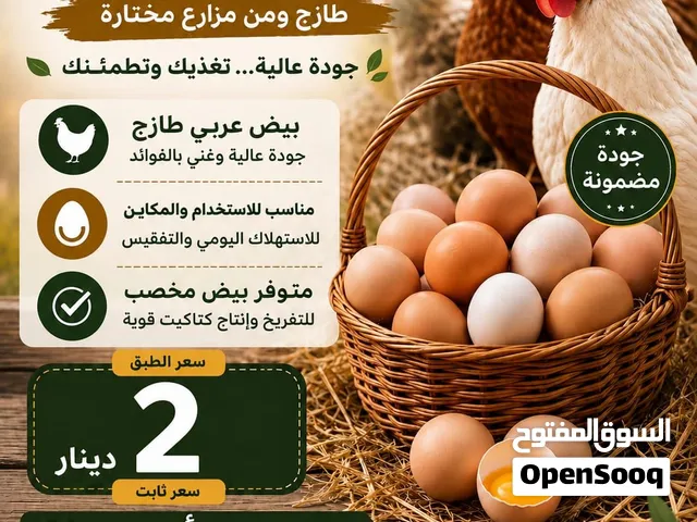 بيض عربي تجميع يومي