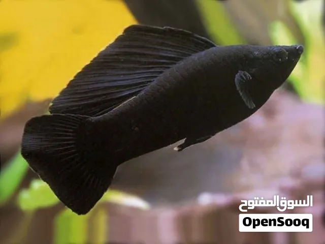 اسماك مولي شراع جامبو
