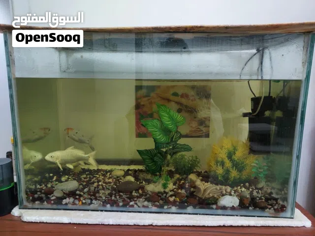 Aquarium ready to use  Includes aquarium tank (80cm × 40cm × 50 cm),  Live fish, Filter/pump, etc.