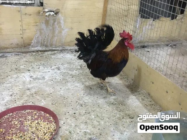 ديج كويتي شمسي
