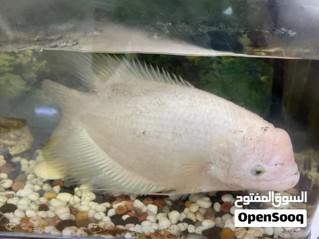 سمكة Giant gourami مع حوض وفلتر كلير