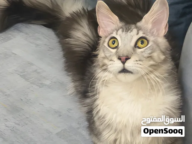 Maine Coon Polydactyl Male