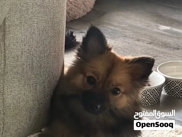 1 year Pomeranian female for sell 500