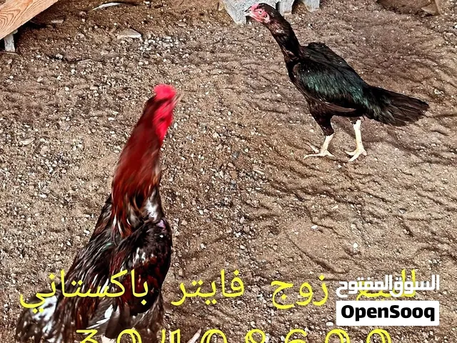 فايتر للبيع