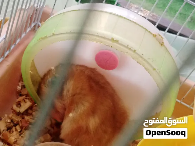 هامستر عدد 3
