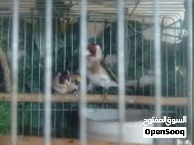 جوز حسون للبيع