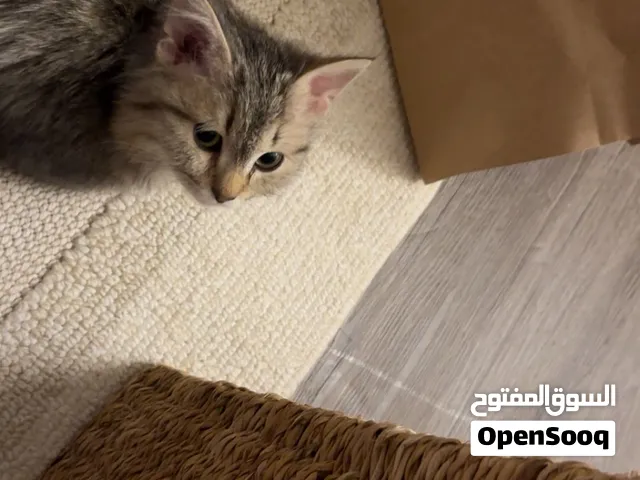 قطاوة ذكور تبني عااجل