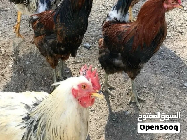 ديوك بلديه