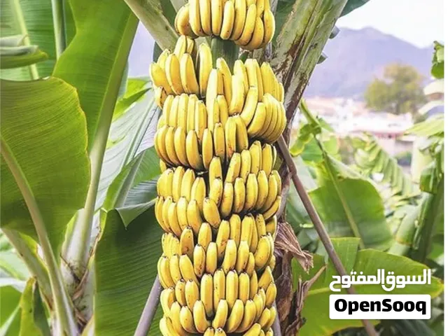 شتلات موز جراند