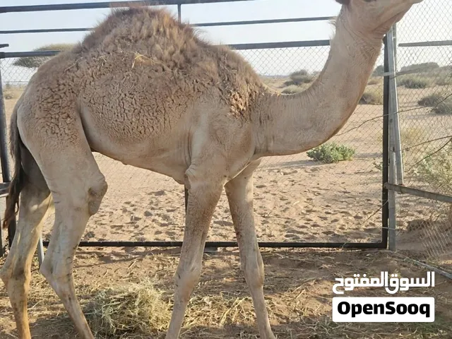 قعود للبيع