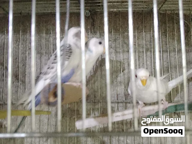 عصافير حب للبيع